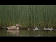 Duck in Reeds 1 1131
